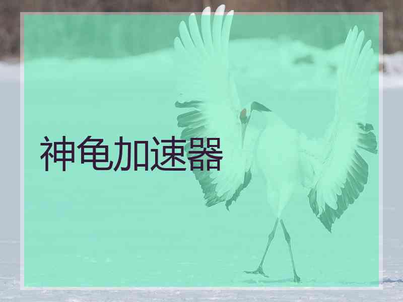 神龟加速器
