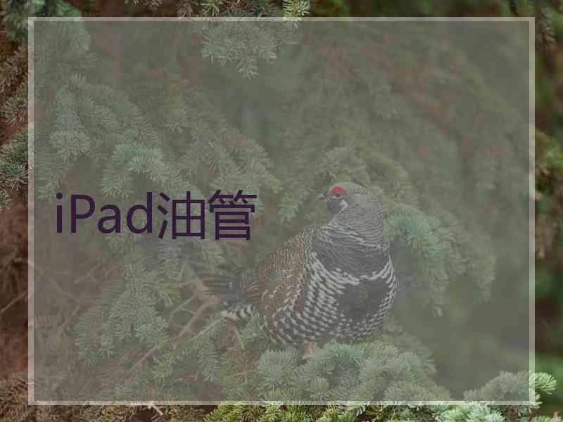 iPad油管